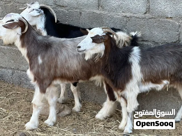 تابع الوصف للأسعار أغنام 3  من حلال الرحوب عشرات + عنز مع ولدها حلال طيب للتربيه كل شي سليم
