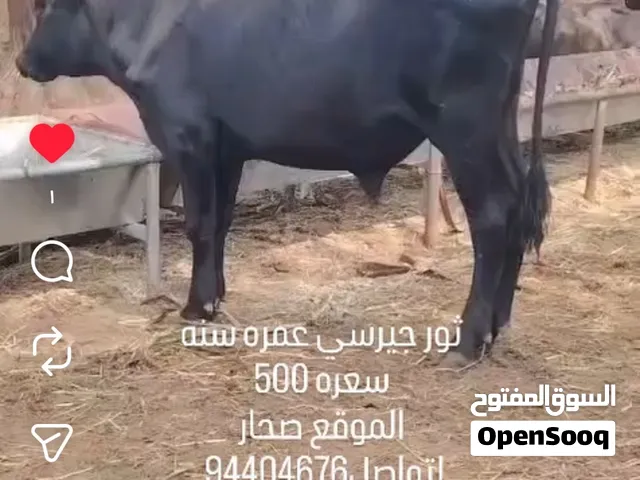 ثور جيرسي عمره سنه