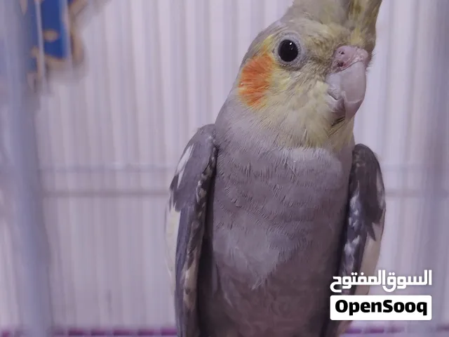 طائر كوكتيل ربه جداً لعوب