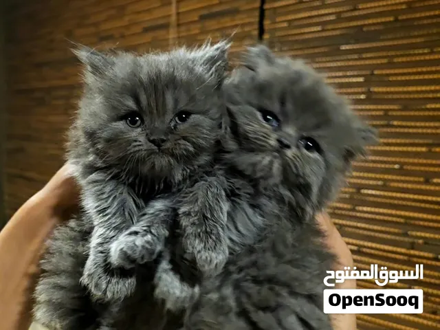 قطط بيرشن بلو و هملايا مميزة عدد 2، عمر 55 يوم مميزة ب سعر مغري جدا.
