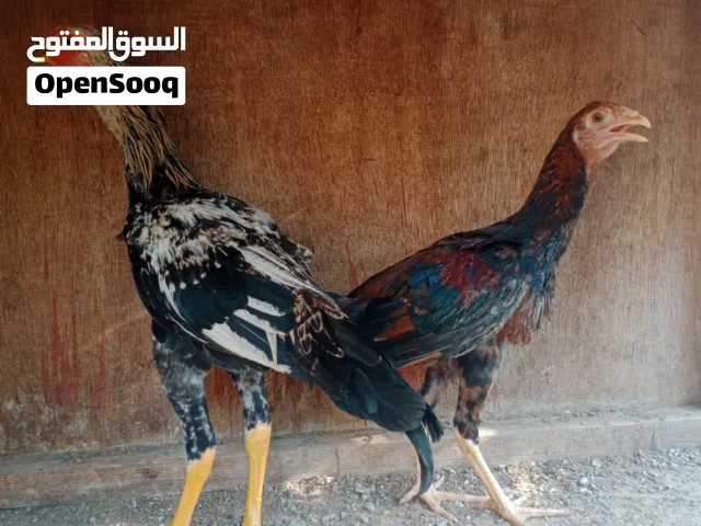 دجاج بكستاني بيور الحبتين 250