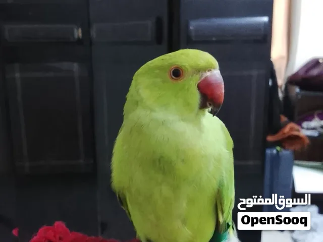 بغبغاء دره اليف
