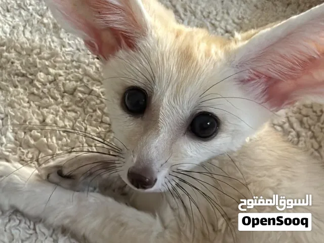 ثعلب الفنك اليف
