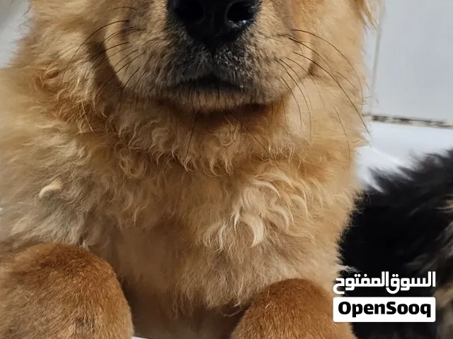 جرو تشاو تشاو
