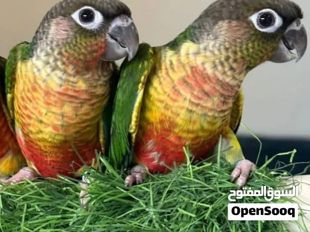 سلام عليكم مطلوب زوج كنيورات
