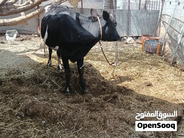 لبيع ماولده ابد
