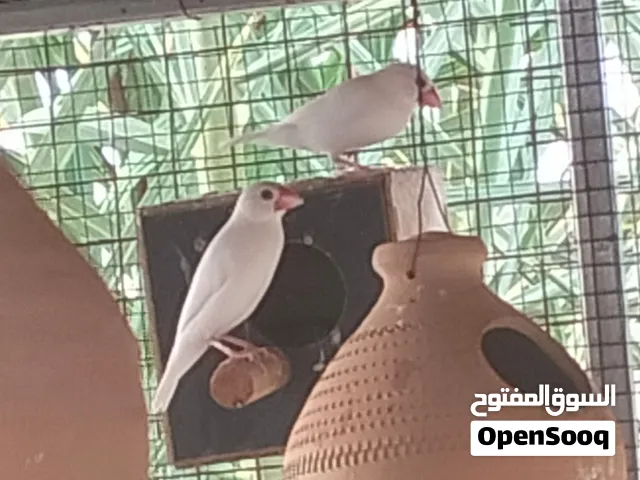 جاوا للبيع