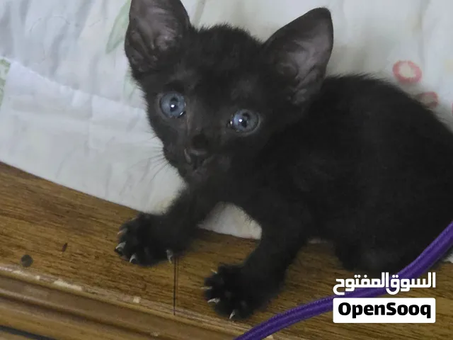 قط صغير ذكر للتنبي تم الإنقاذ من الشارع معه لتر بوكس Male kitten for adoption! Rescued from the st