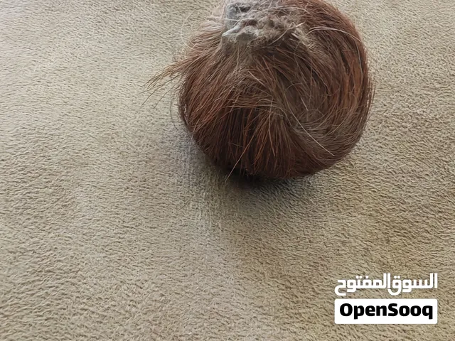 سرة الغزال
