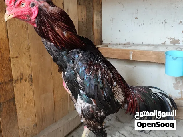 ديج البيع مكاني بصره ديج فايز 3 شروط