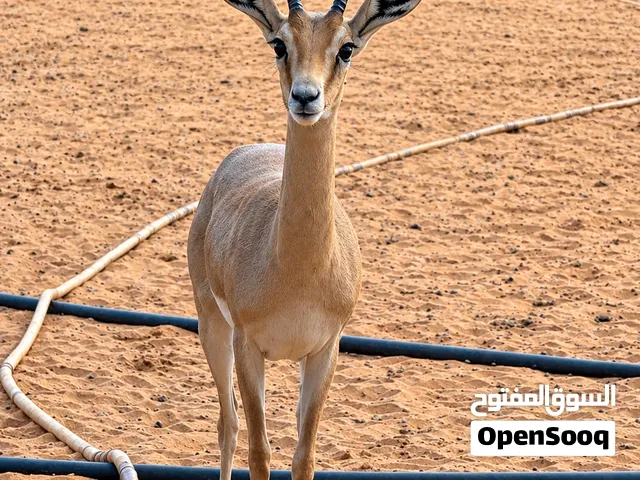 غزال ريم كوبية