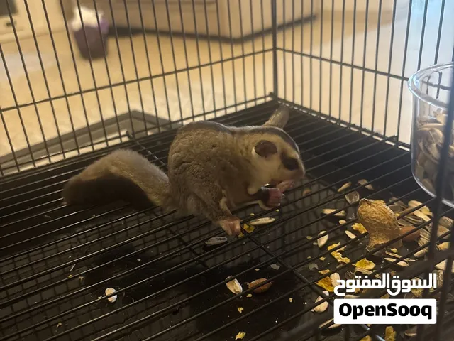 سنجاب للبيع ب 850