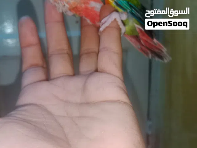 جرين شيك كنيور يلو سايد