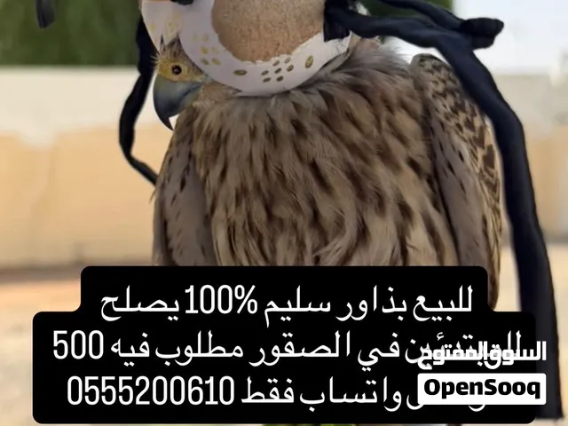 بذوار للبيع سليم 100% يصلح للاطفال