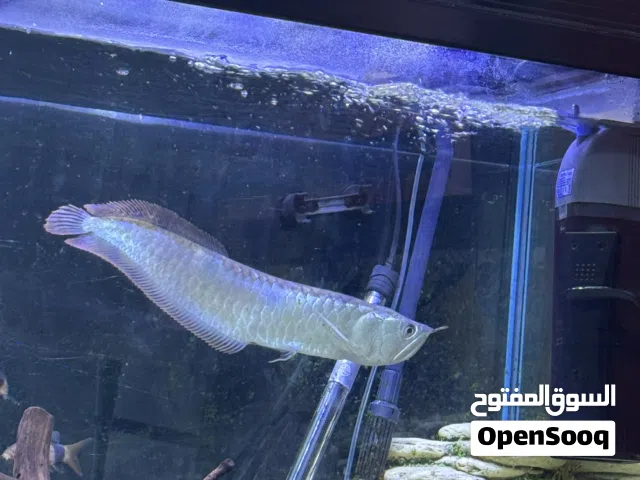 سمك للبيع الموقع الجهرا