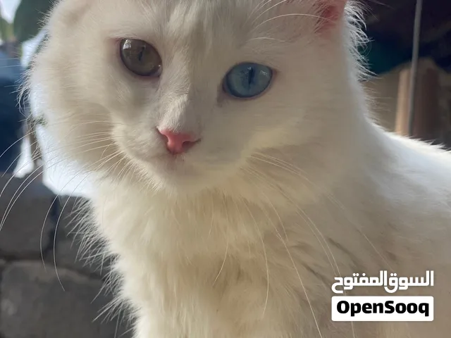 قطط بيضاء بسعر مناسب