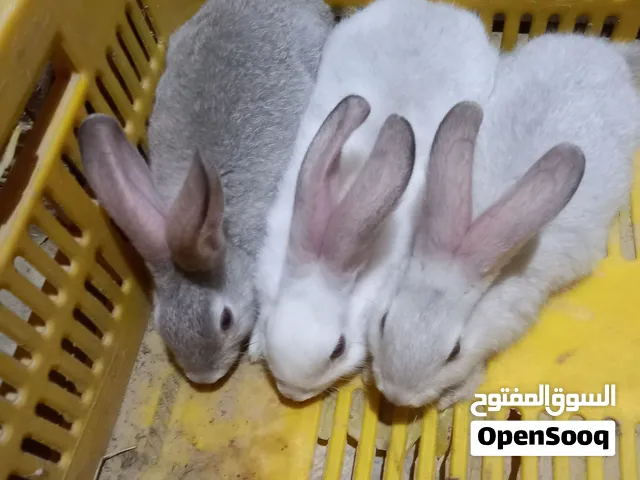 السلام عليكم ارانب للبيع