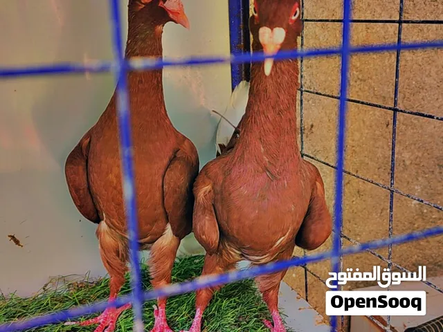 اقرأ الوصف