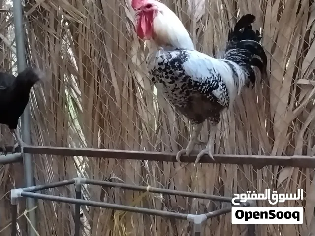 دجاج فيومي منتج