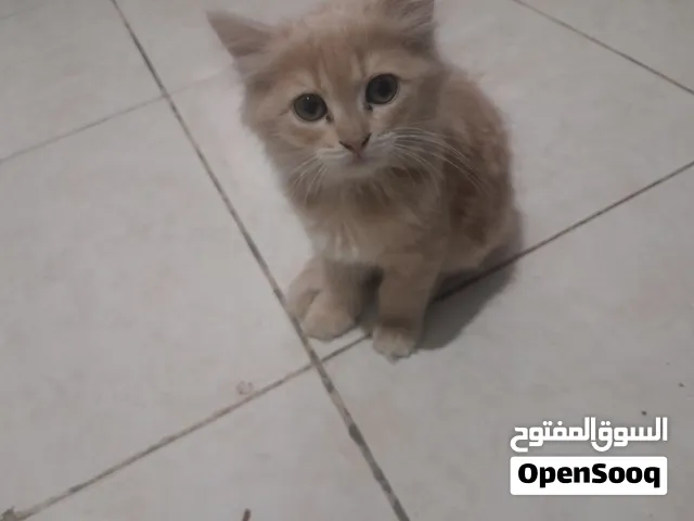 شيرازي  لطيف
