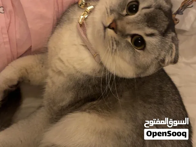للبيع ذكر سكوتش فولد