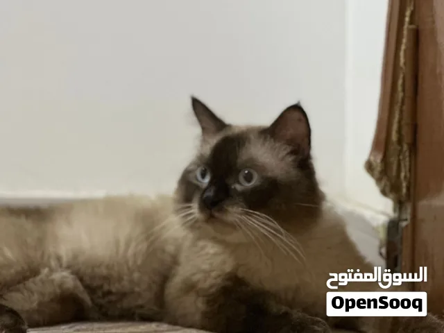 ذكر جاهز الأنتاح