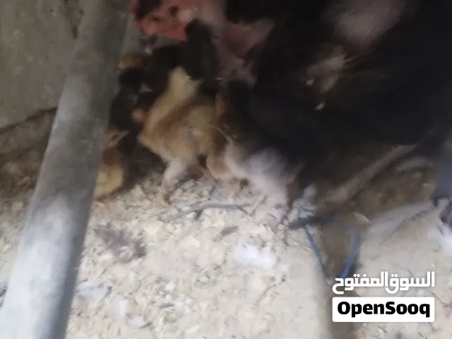 فرخه رقيبه وراها 10 صيصان موجودة في عمان الجويدة مطلوب فيها 20