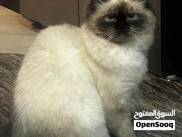 قط هملايا عمره سنه  مطعم و يجي معه little box