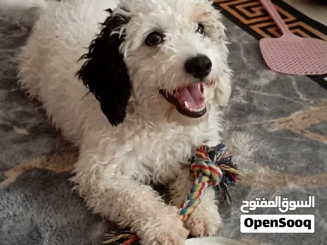 مطلوب زوج ذكر