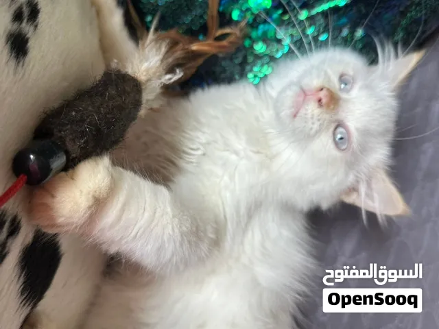 Beautiful Red Point himalyan kitten 3 months old eating wet and dry food littertrained