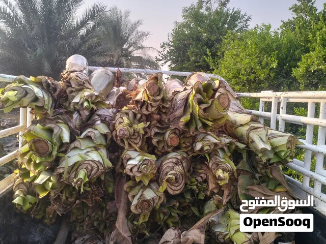 جذوع موز للغبار