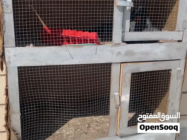 اقفاص حمام و بيع حمام