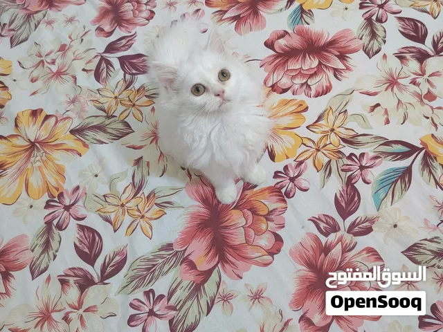 Pure Persian Kittens