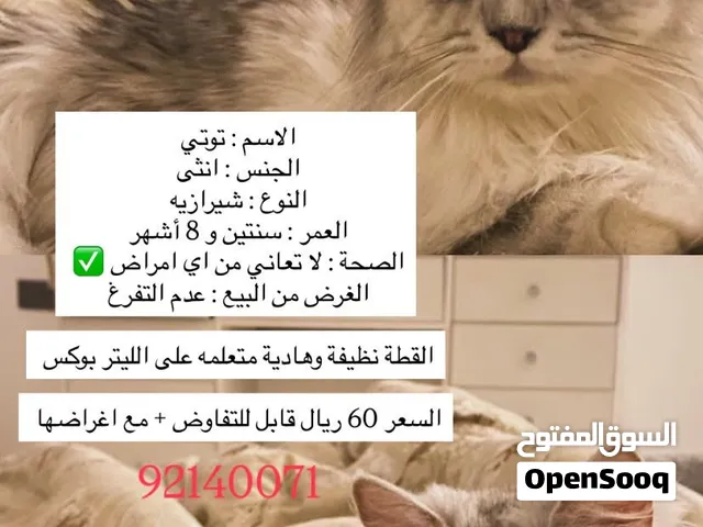 فرصه قطه نضيفه وتربيه ف بيت