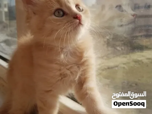 قطط صغار عمرهم شهرين شيرازي