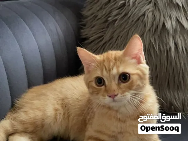 قطط برتقالي