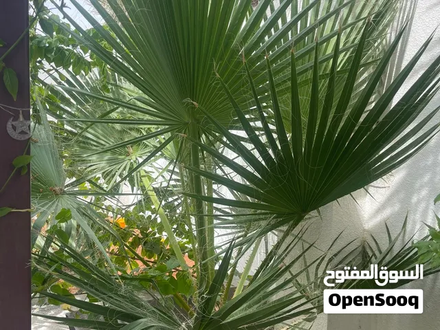 أشجار واشنطانيا كبيرة