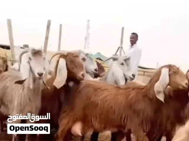 ماعز مصري حلوب ماشاءلله فواخر عددها 12 مراح