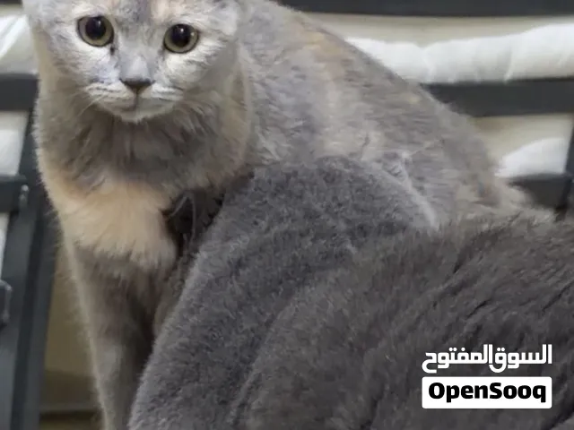 قطه عمرها اربع شهور