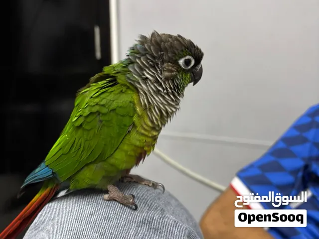 للبيع: كنيور جرين شيك (Green-Cheeked Conure)