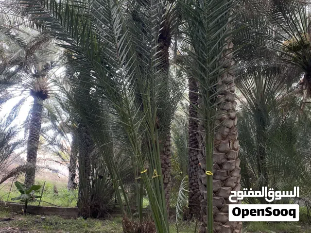 صرم  بونارنجة حجم ممتاز نوعيه الحبه الكبيرة