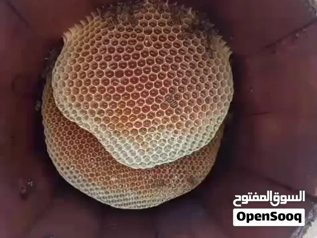 عسل طلح وسمر درجة اولى علاج واللمتزوجين. وكمان عندنا حبوب لقاح منتجه من النحل مفيده للعرسان.