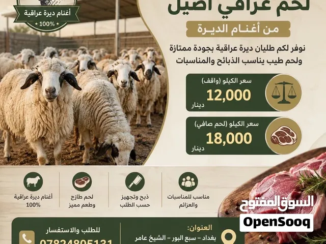 لحم غنم عراقي 18 الف