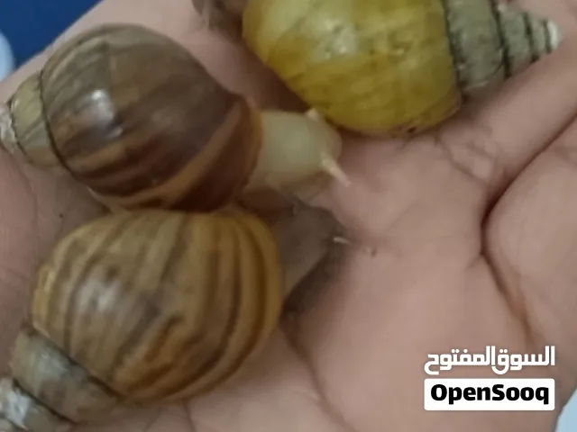 حلزون أفريقي للبيع اسعار مناسبه للجميع ورخيصه غير قابل للتفاوض كميه محدوده جدا متوفر عمر 4 شهور بريا