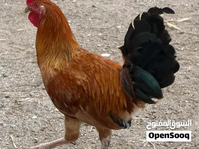دجاج بلدي للبيع
