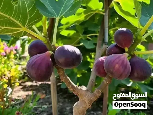 افضل واجود انواع الاشجار المثمرة  وأشجار الزينه الخارجيه والداخليه  وصيانة الحدائق
