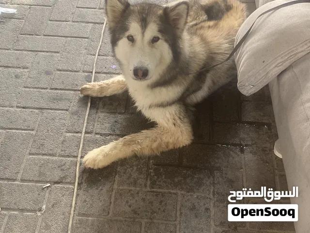 هاسكي مالموت