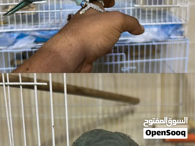 طير كويكر اليف