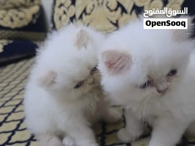 Persian 7orra