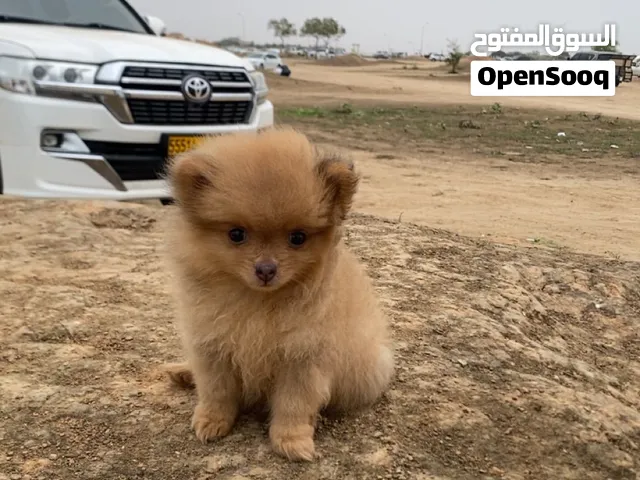 كلبه بوميرينين